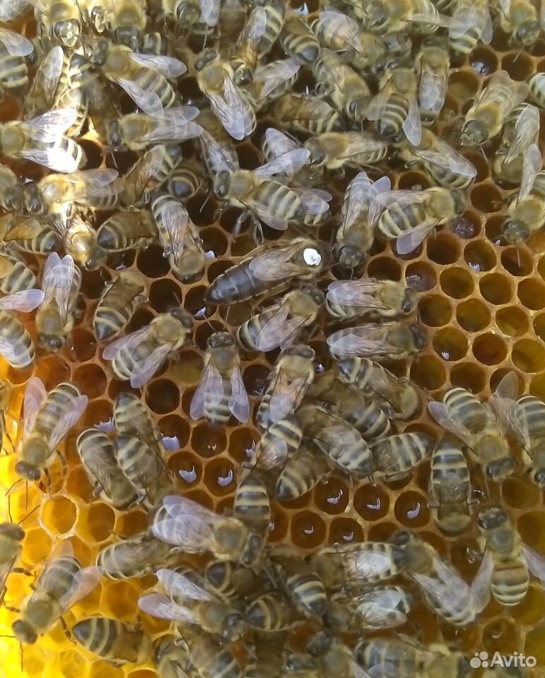 Пчеломатки карпатской породы пчел. Матки пчелиные купить на Зозу.ру - фотография № 1