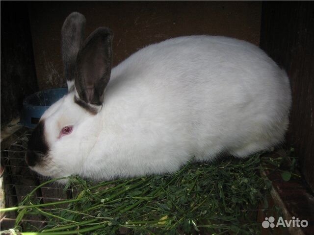Продаю чистокровных калифорнийских кроликов купить на Зозу.ру - фотография № 2