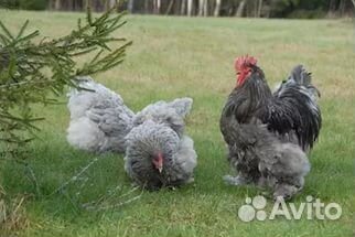 Куры, цыплята, яйца для инкубатора купить на Зозу.ру - фотография № 2