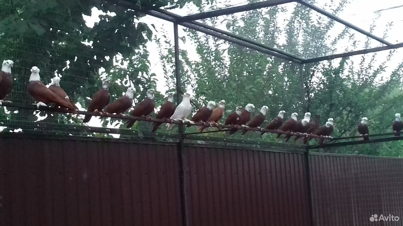 Благодарненские красные голуби купить на Зозу.ру - фотография № 5
