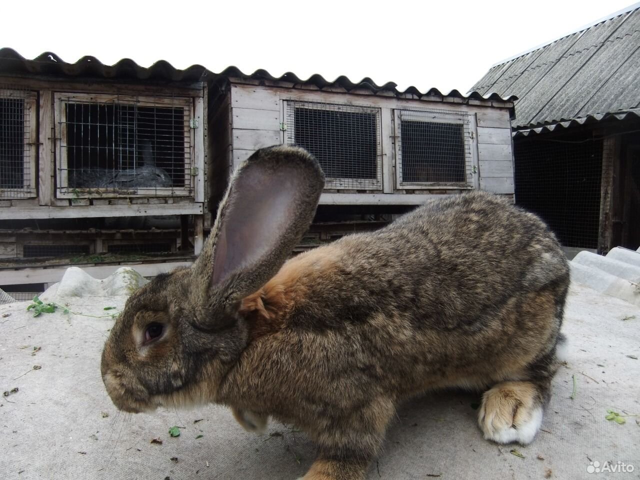Кролики купить краснодарский. Кролик Фландр. Кролики мясных пород. Породы кроликов мясных пород. Продажа кроликов.