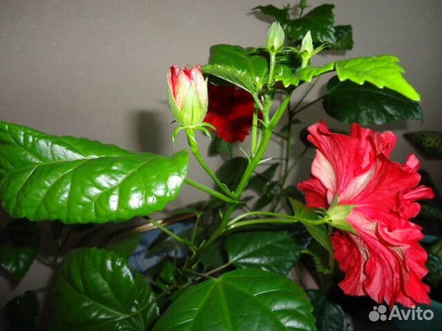 Гибискус махровый (Китайская роза) купить на Зозу.ру - фотография № 2