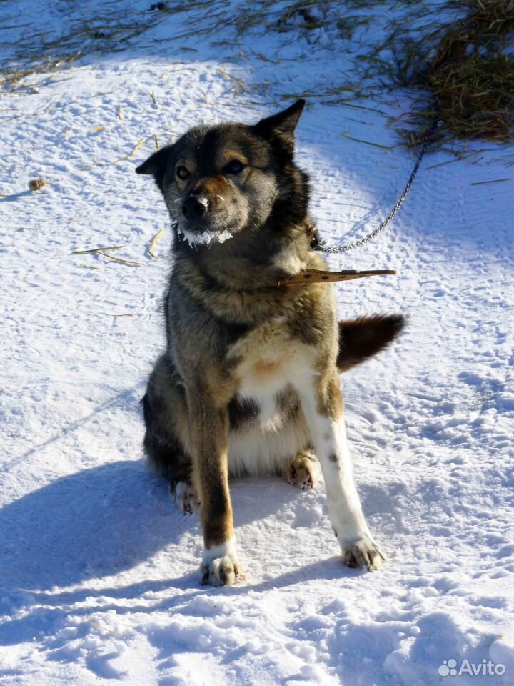 Шикарная собака ждёт семью купить на Зозу.ру - фотография № 2