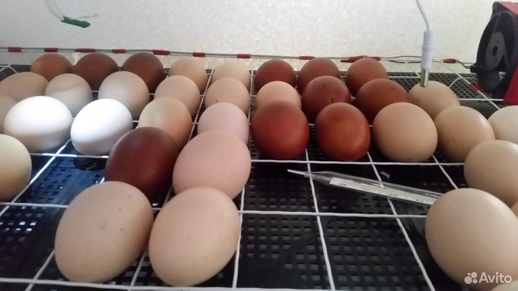 Купить инкубационное яйцо в свердловской области. Инкубационное яйцо Орпингтон. АРБОР Эйкерз инкубационное яйцо. Инкубационное яйцо Авиаген. Яйца Брама для инкубатора.