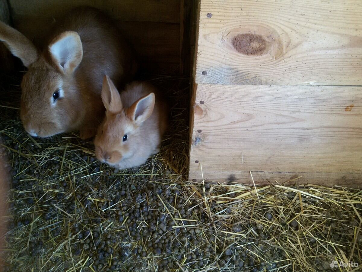 Купить кроликов в орле. Авито кролики. Кролики на авито в Рязанской области. Кролики на авито Краснодарский край. Кролики в Тюмени купить на авито.