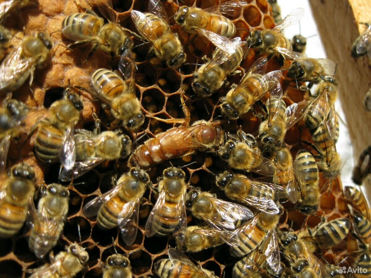 Матки пчелиные, плодные 2020 купить на Зозу.ру - фотография № 1