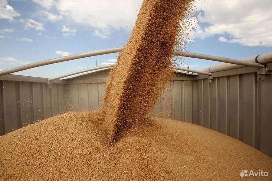 Пшеница чистая, без применение гербицидов купить на Зозу.ру - фотография № 1