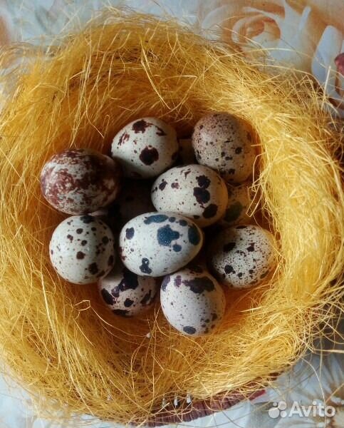 Домашние перепелиные яйца купить на Зозу.ру - фотография № 1