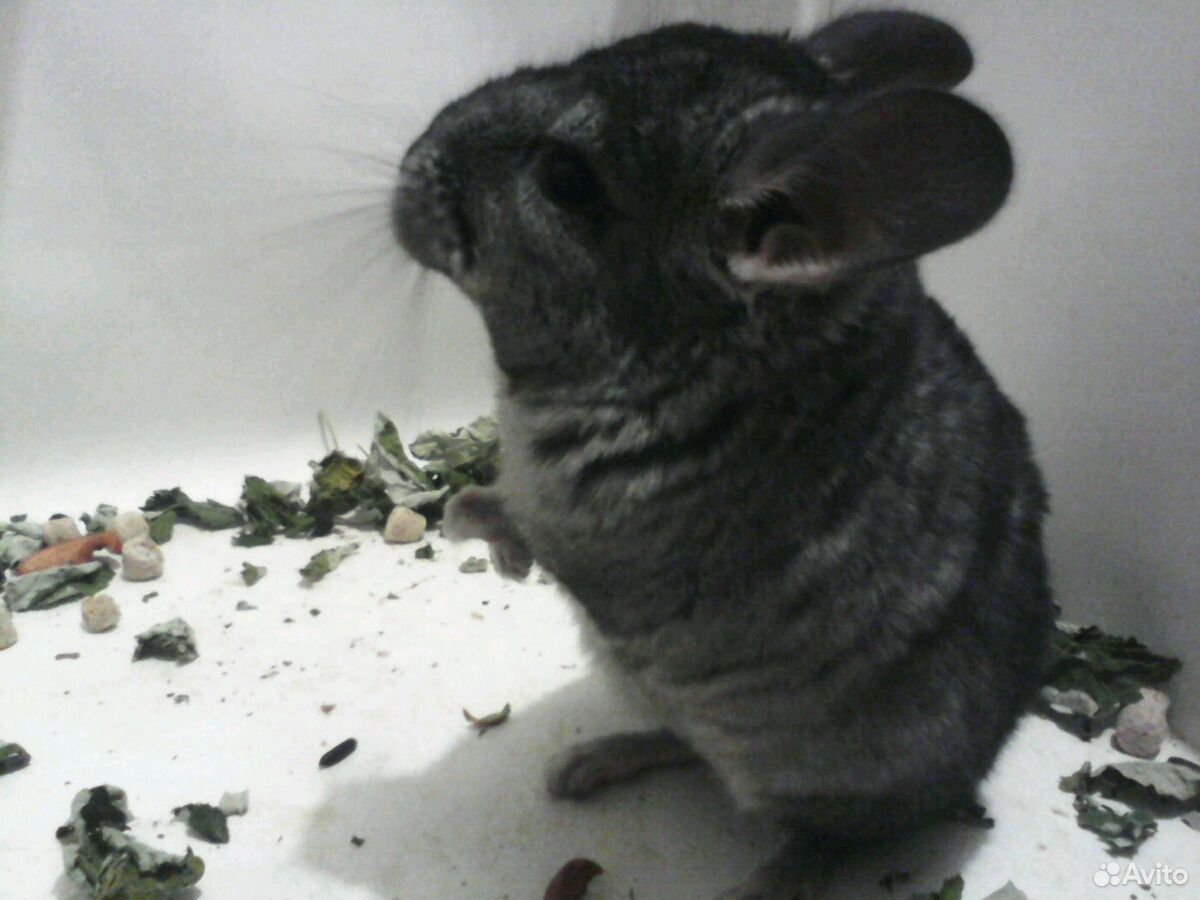 темрюк животные