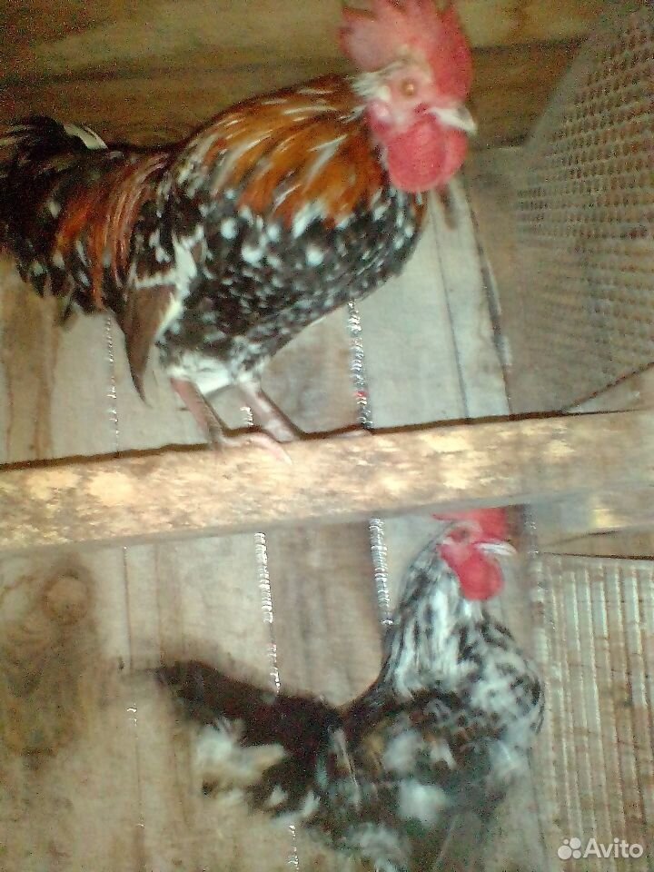 Бентамки семья, павловский петух+курица, цыплята д купить на Зозу.ру - фотография № 1