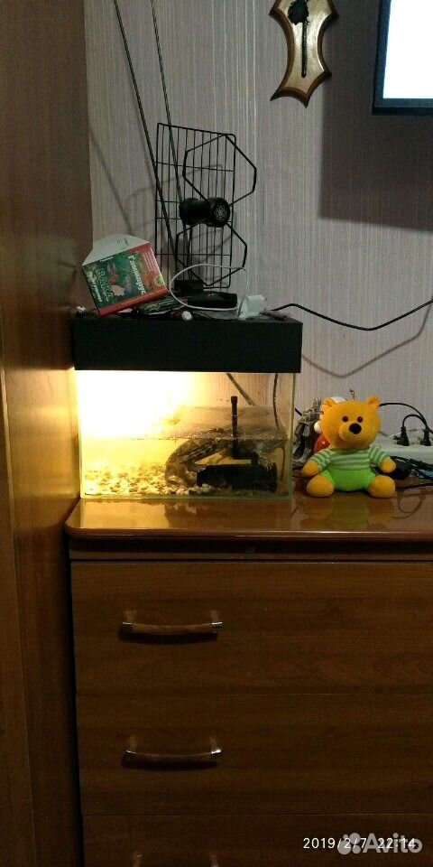 Продам аквариум с тремя красноухими черепахами купить на Зозу.ру - фотография № 1