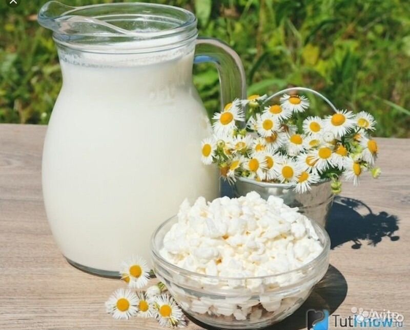 Домашнее козье молоко, творог и сметана купить на Зозу.ру - фотография № 2