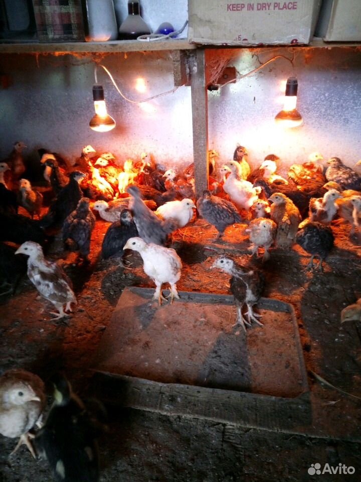 Цыплята домашние -1,5 мес купить на Зозу.ру - фотография № 2