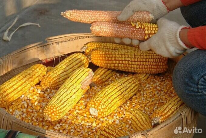 Кукуруза урожай 2019 купить на Зозу.ру - фотография № 4