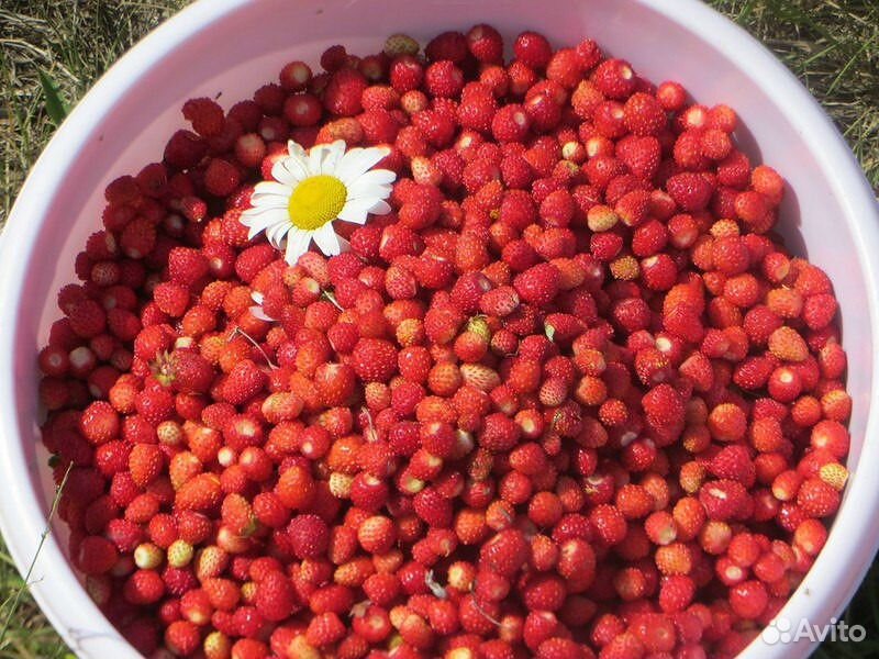 Лесные ягоды купить на Зозу.ру - фотография № 2