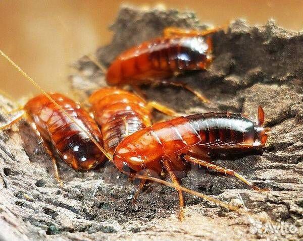 Туркменские тараканы купить на Зозу.ру - фотография № 1