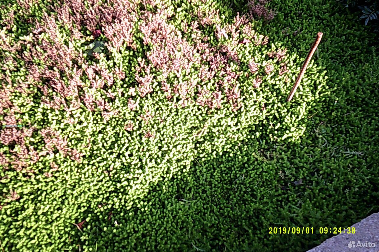 Глоксиния.Комнатные цветы и декоративная трава купить на Зозу.ру - фотография № 7