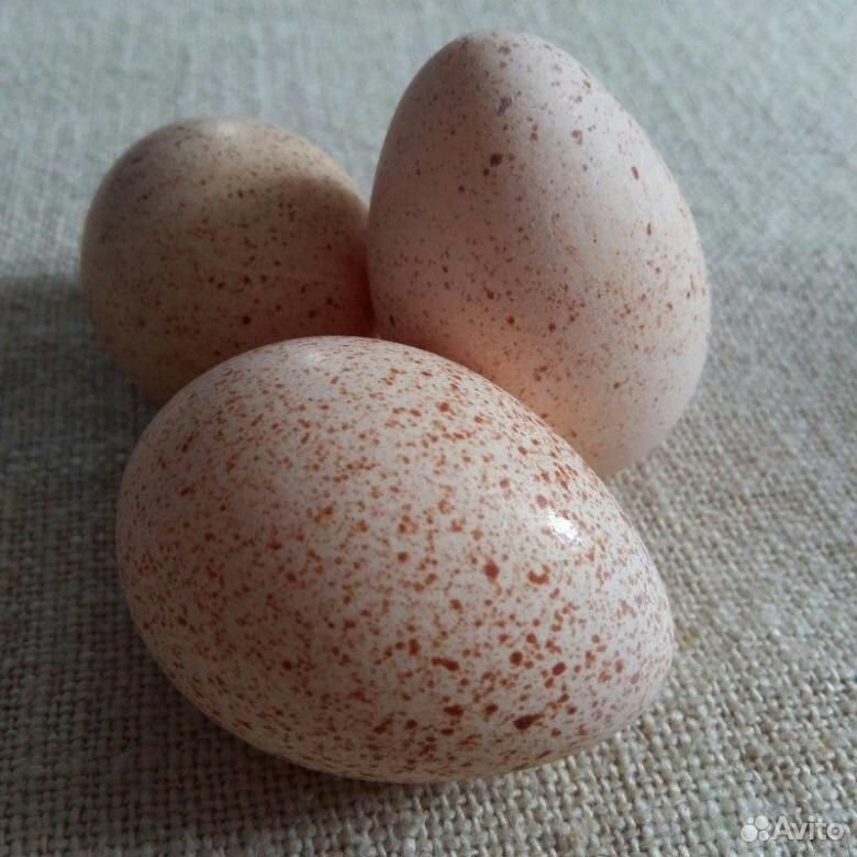 Яйцо индюшачье инкубационное купить на Зозу.ру - фотография № 1