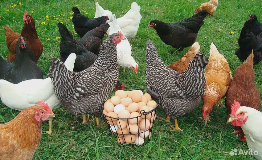 Инкубационное яйцо и птица купить на Зозу.ру - фотография № 5