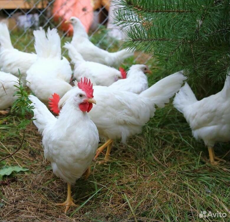 Яйцо инкубационные Леггорн несушек цыплята купить на Зозу.ру - фотография № 5