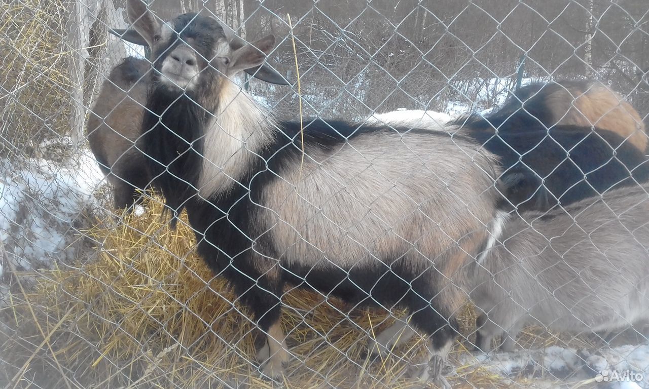 Камерунский козел купить на Зозу.ру - фотография № 1