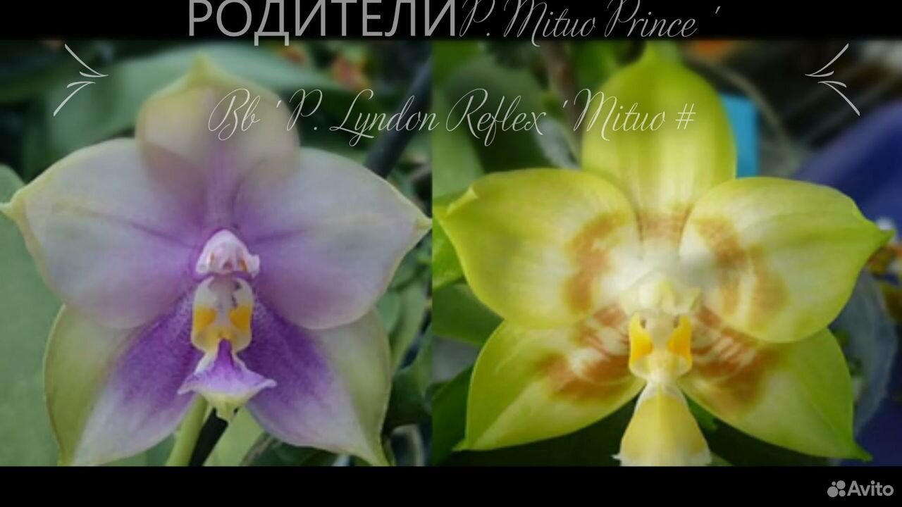 P. Mituo Prince ' Bb ' P. Lyndon Reflex ' Mituo # купить на Зозу.ру - фотография № 4