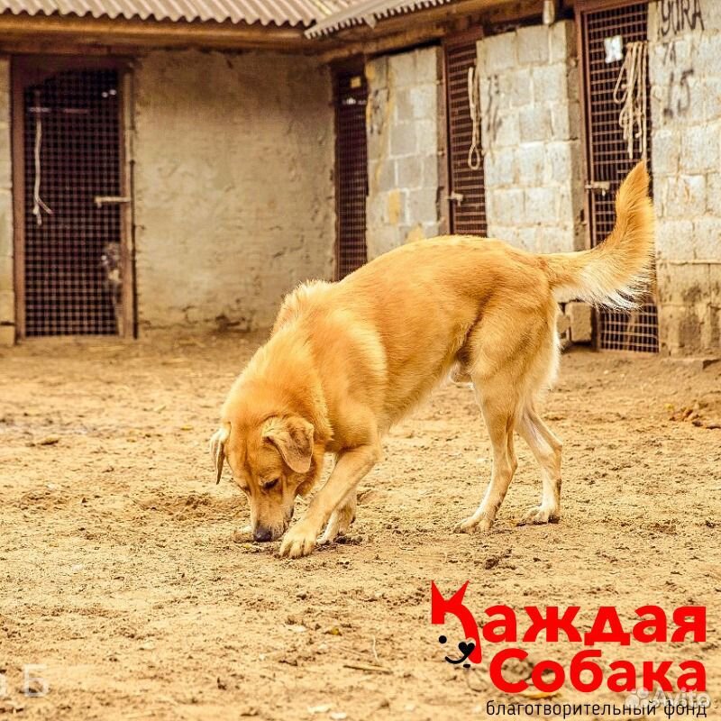 Дымок пес. Дымок пес. Дымок сомбочка пимпочка. Собаки в тумане. Дымок пес.