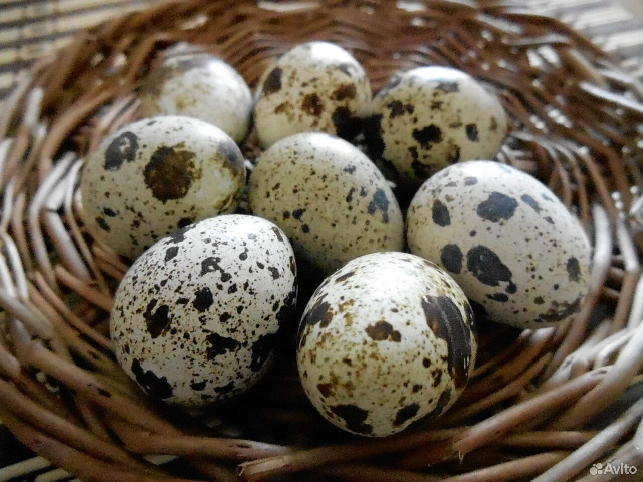 Яйцо домашнее перепелиное купить на Зозу.ру - фотография № 1