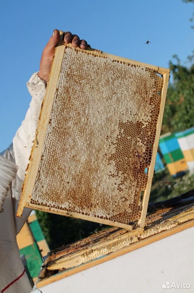Пчелопакеты и Пчелосемьи Карпатка купить на Зозу.ру - фотография № 3