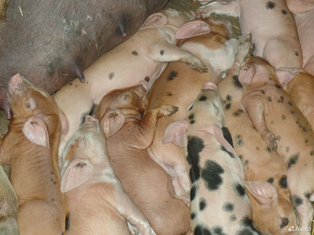 Поросята мясные, свиньи, хряк купить на Зозу.ру - фотография № 7