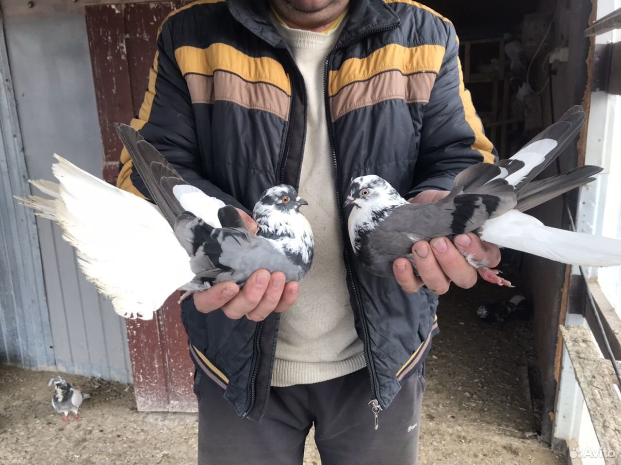 Николаевские торцовые голуби на племя купить на Зозу.ру - фотография № 10
