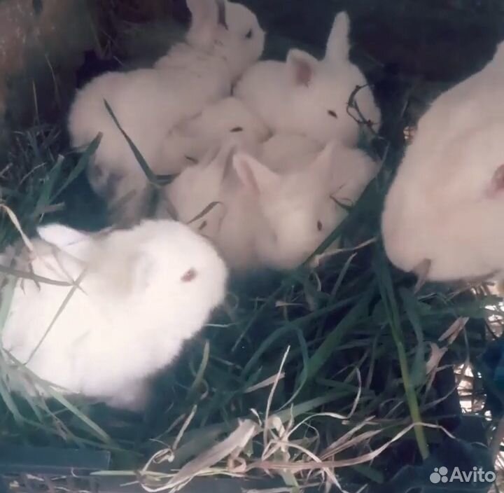 Белый великан с 8 крольчатами вместе купить на Зозу.ру - фотография № 7