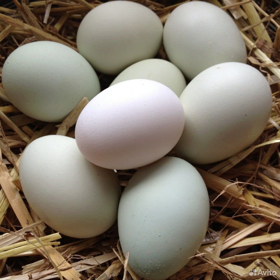 Яйца купить на Зозу.ру - фотография № 2