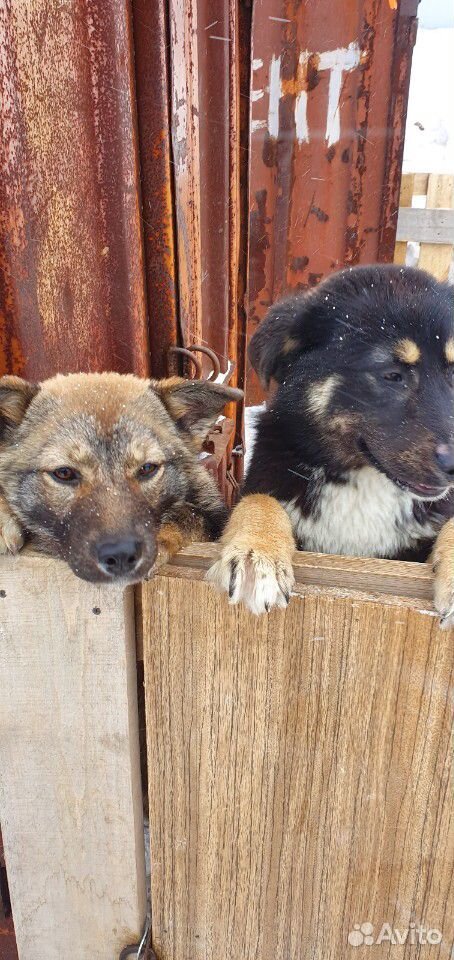Собаки для охраны дома или склада купить на Зозу.ру - фотография № 3