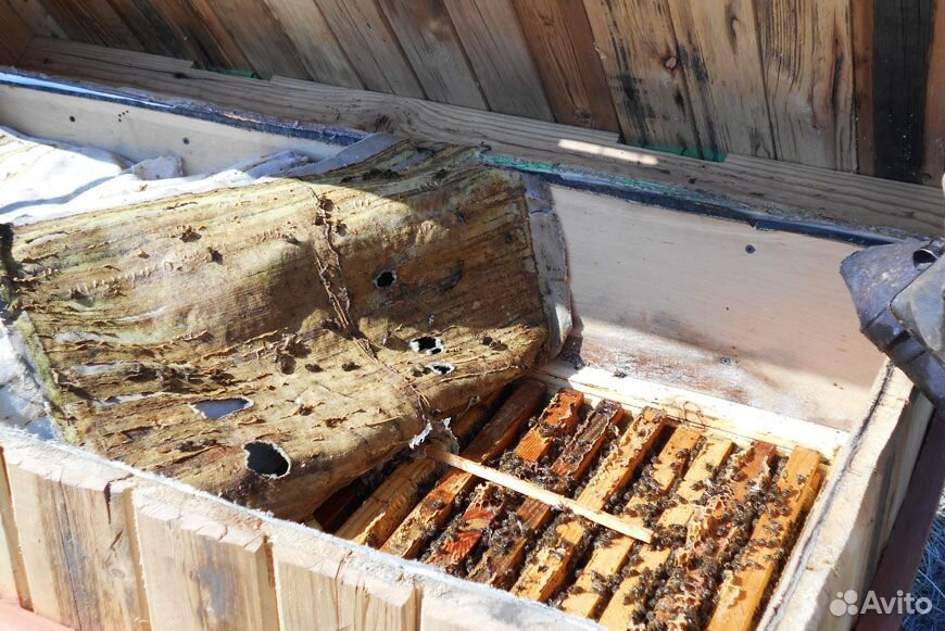 Утепленные ульи с карпатскими пчелами купить на Зозу.ру - фотография № 3