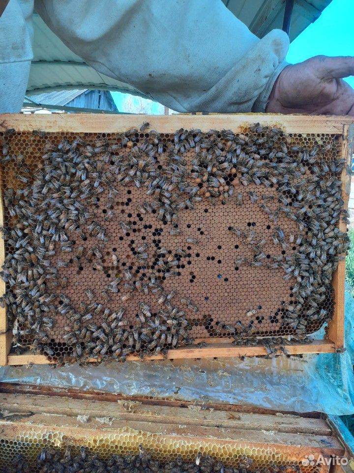 Продам 30 пчелосемей купить на Зозу.ру - фотография № 1