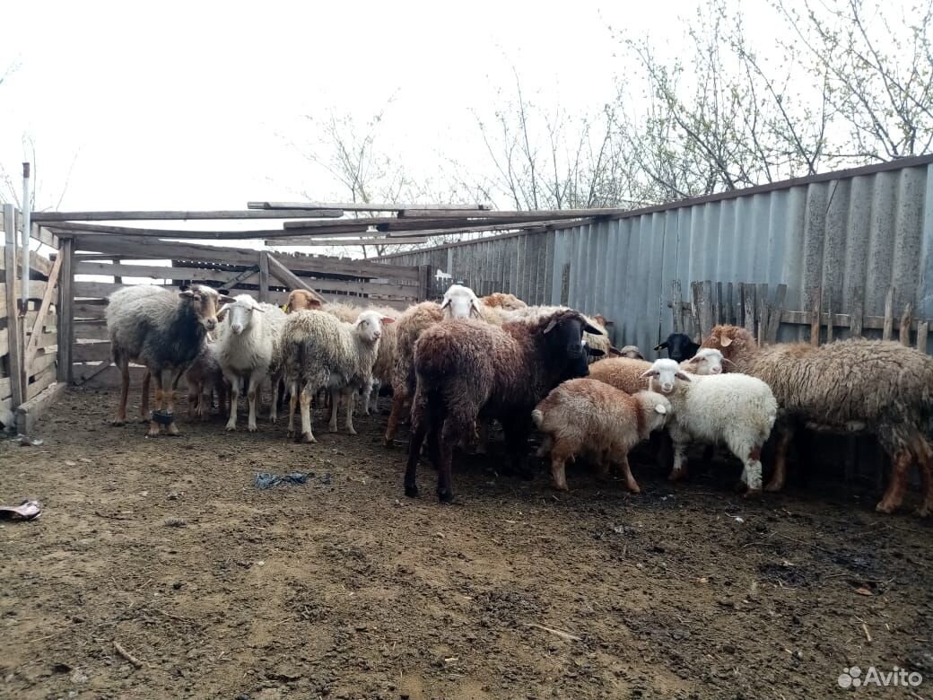 Овцы,ягнята купить на Зозу.ру - фотография № 4