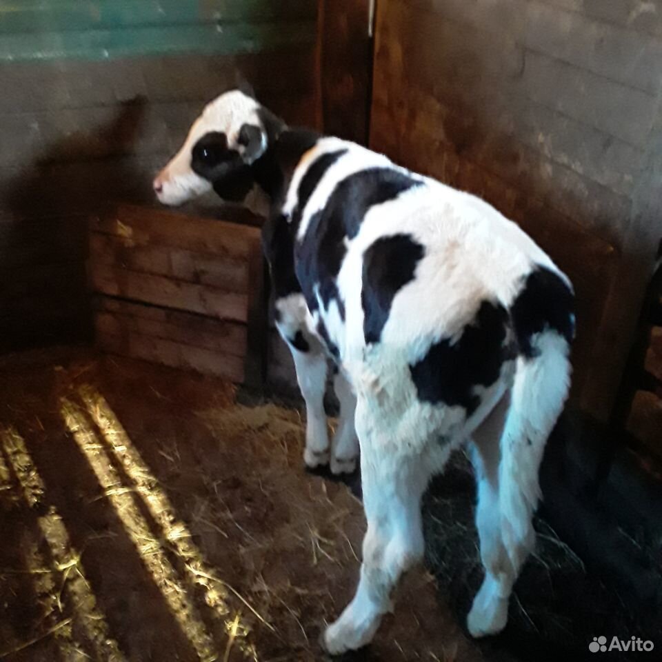 Бык на племя и тёлка от высокоудойной коровы купить на Зозу.ру - фотография № 9