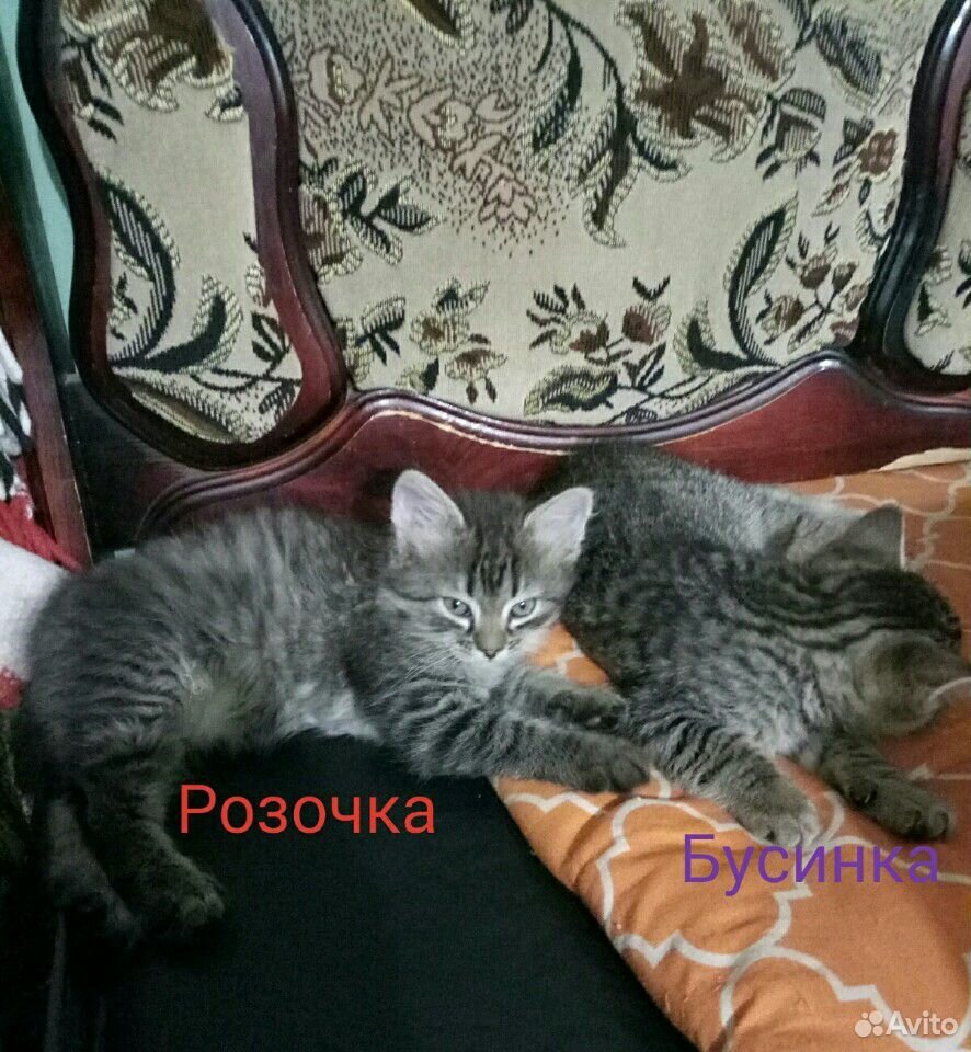 Котятки купить на Зозу.ру - фотография № 1