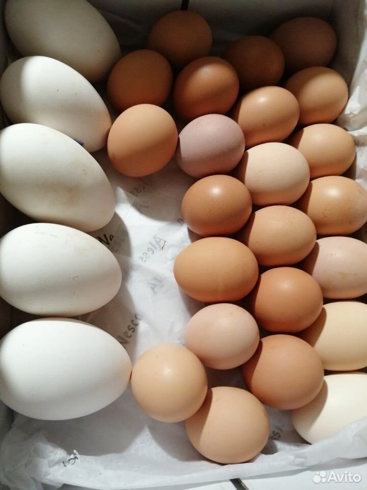 Яйца гусиные и куриные инкубационные купить на Зозу.ру - фотография № 3
