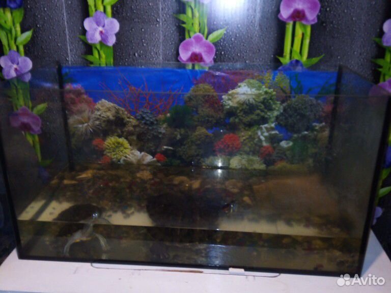 Большой аквариум с 2 черепахами купить на Зозу.ру - фотография № 1
