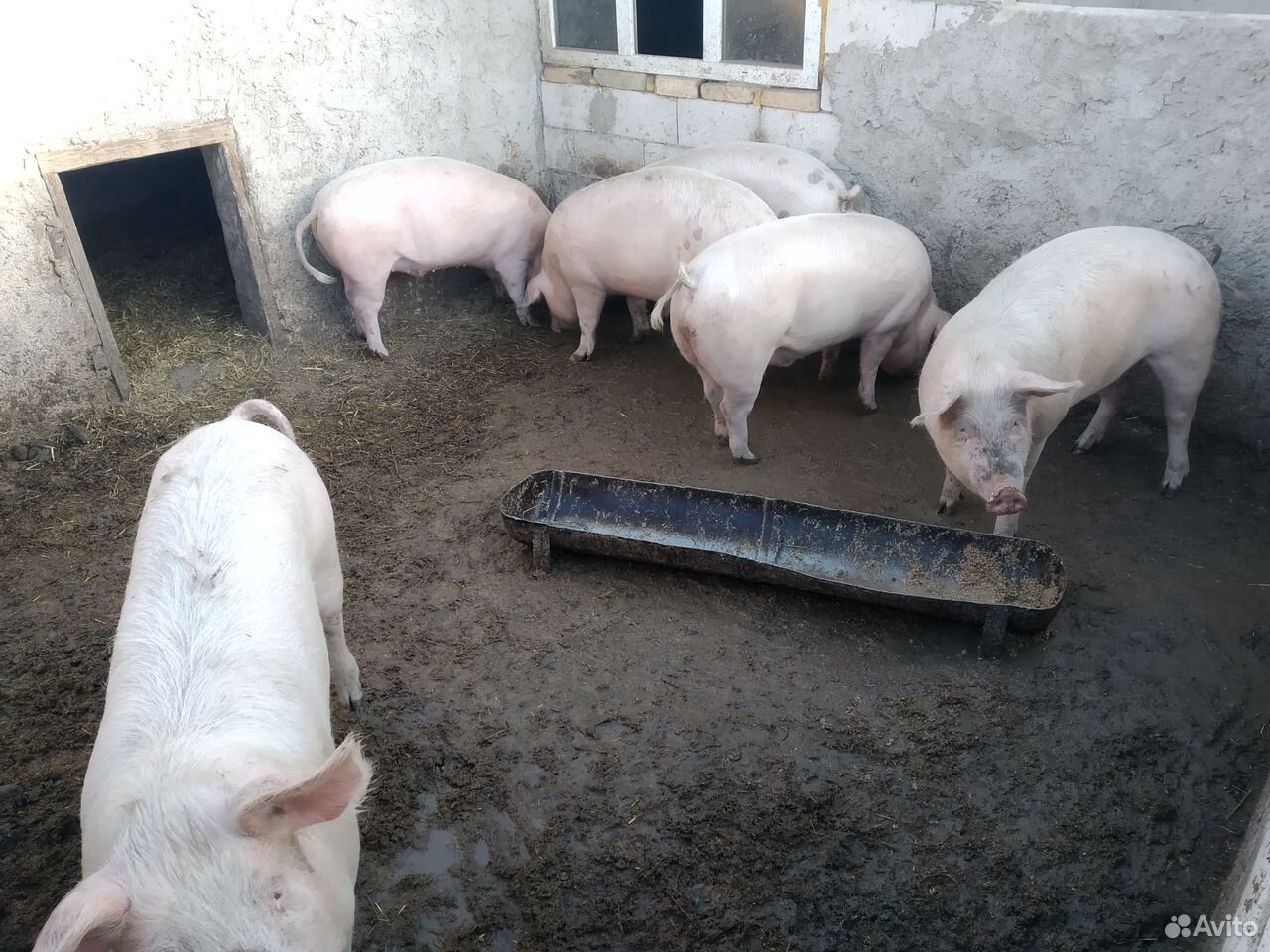 Продаю свиней на зарез купить на Зозу.ру - фотография № 1