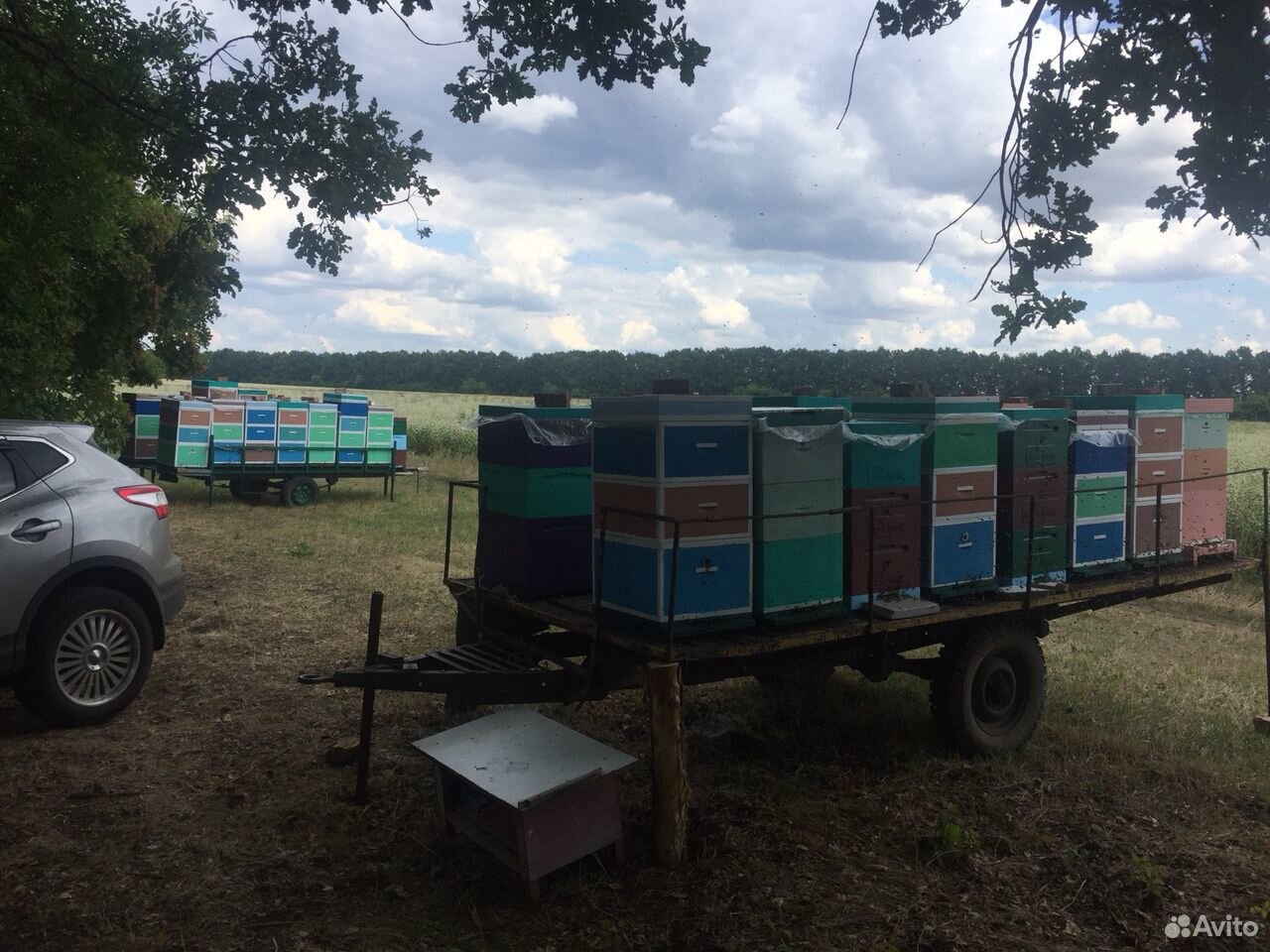 Мёд пчелыУлей купить на Зозу.ру - фотография № 1