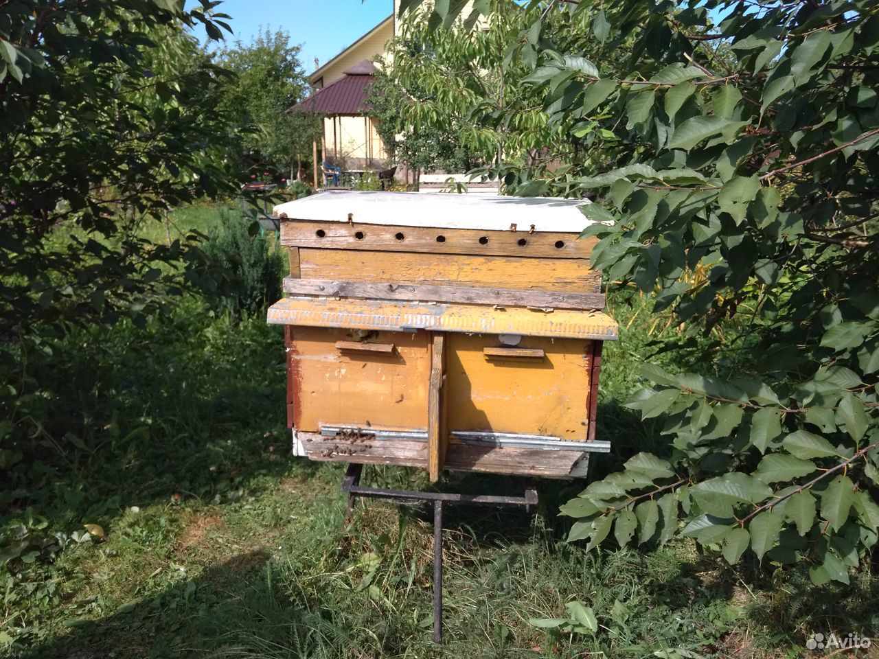 Продам пчелиные семьи купить на Зозу.ру - фотография № 2