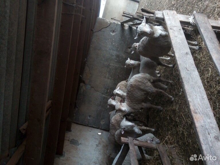 Овцы бараны купить на Зозу.ру - фотография № 4