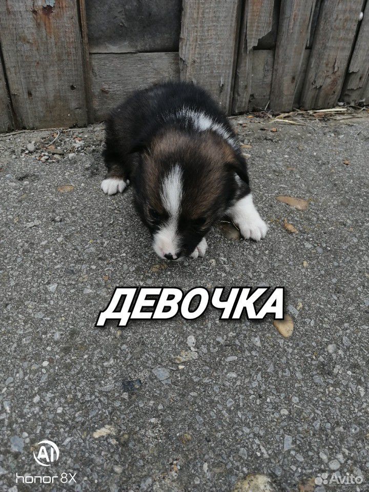 Отдам щенков купить на Зозу.ру - фотография № 3