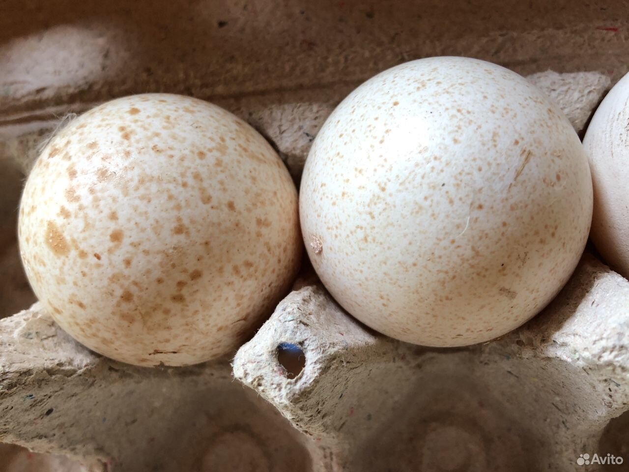 Купить индюшиные яйца для инкубатора. Яйца индейки. Яйцо индейки фото. Яйца индейки в гнезде.