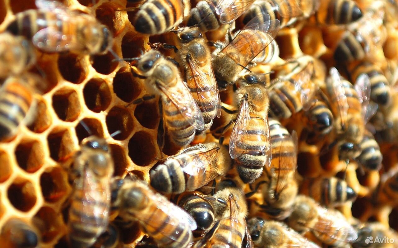Продам пчелосемьи на высадку купить на Зозу.ру - фотография № 1