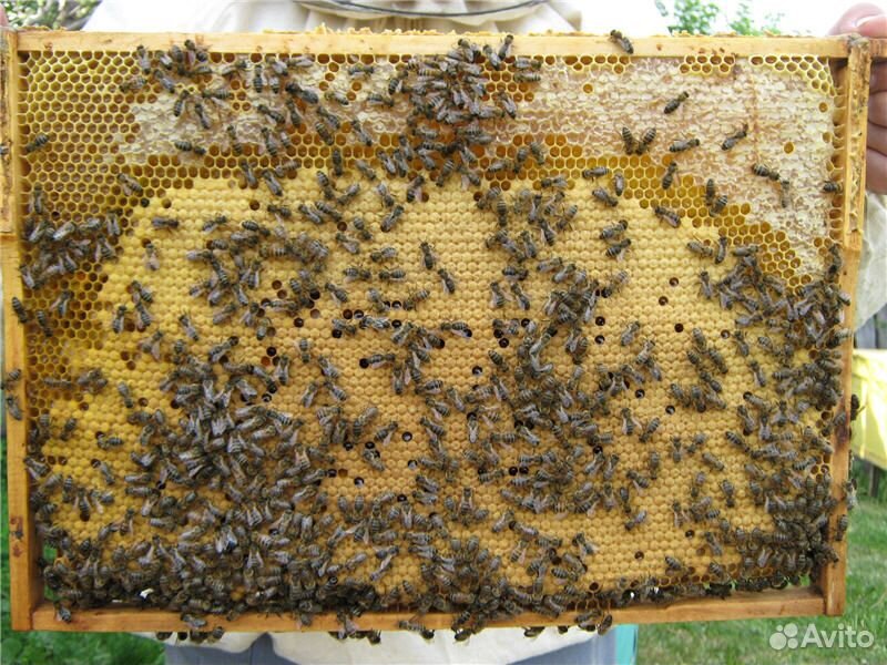 Пчелосемьи и пакеты купить на Зозу.ру - фотография № 1