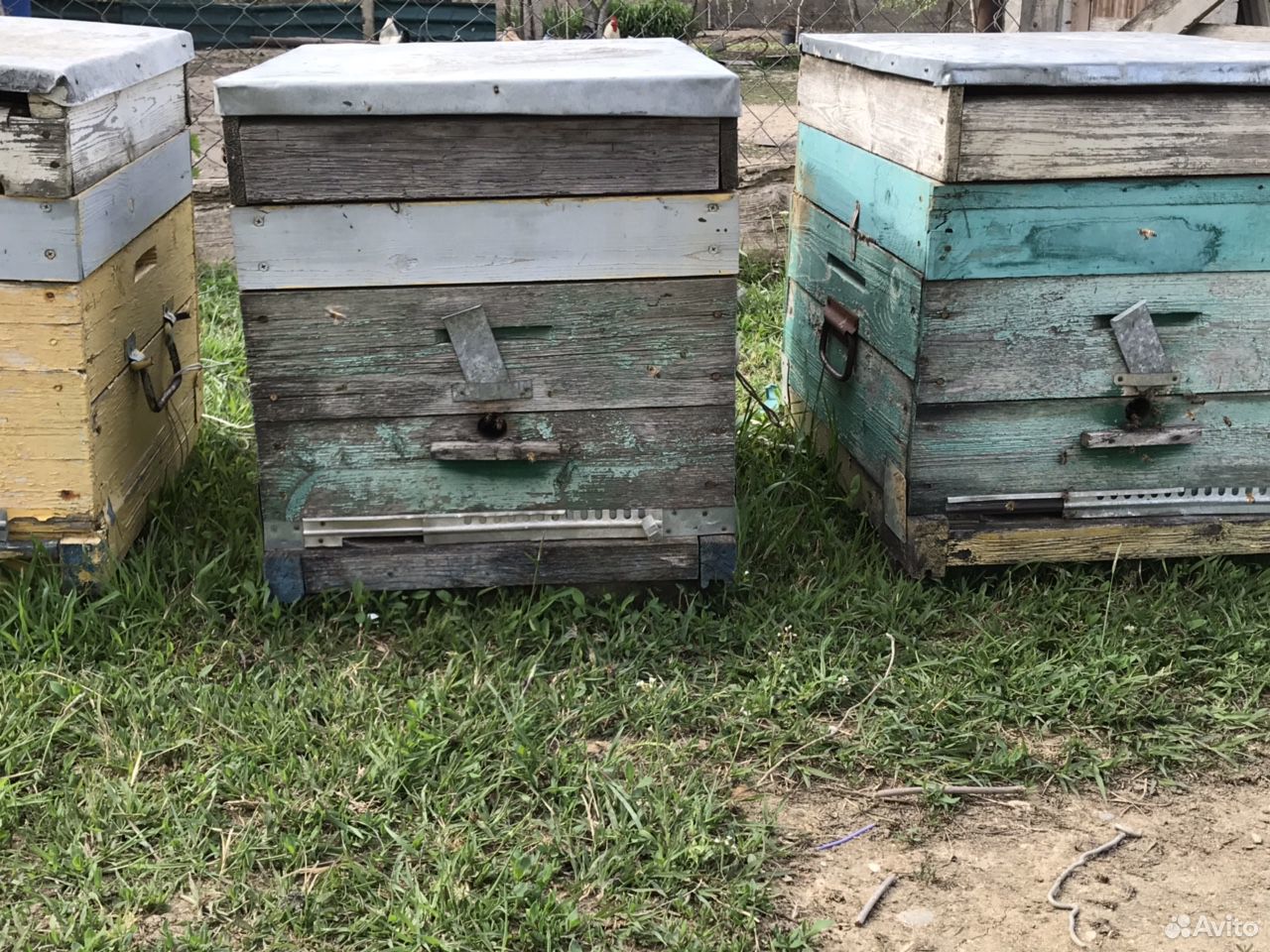 Пчелапакеты купить на Зозу.ру - фотография № 2